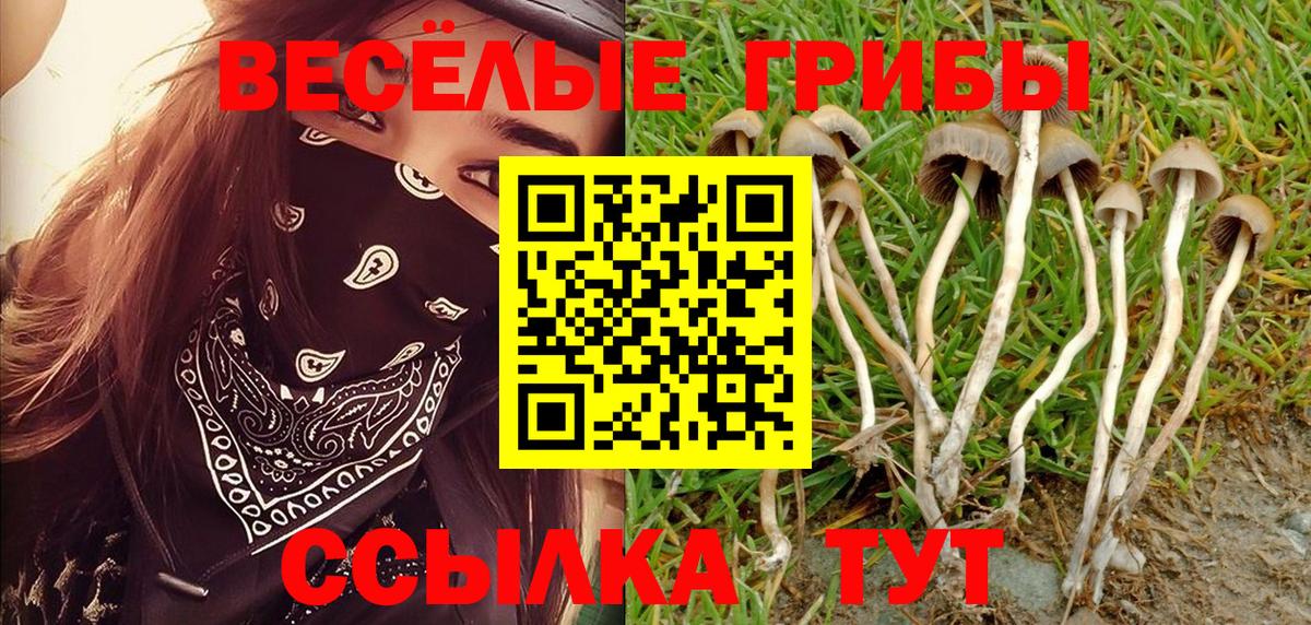 Псилоцибиновые грибы GOLDEN TEACHER  наркошоп  Вход с VPN  Дербент  Галлюциногенные грибы Psilocybine cubensis 